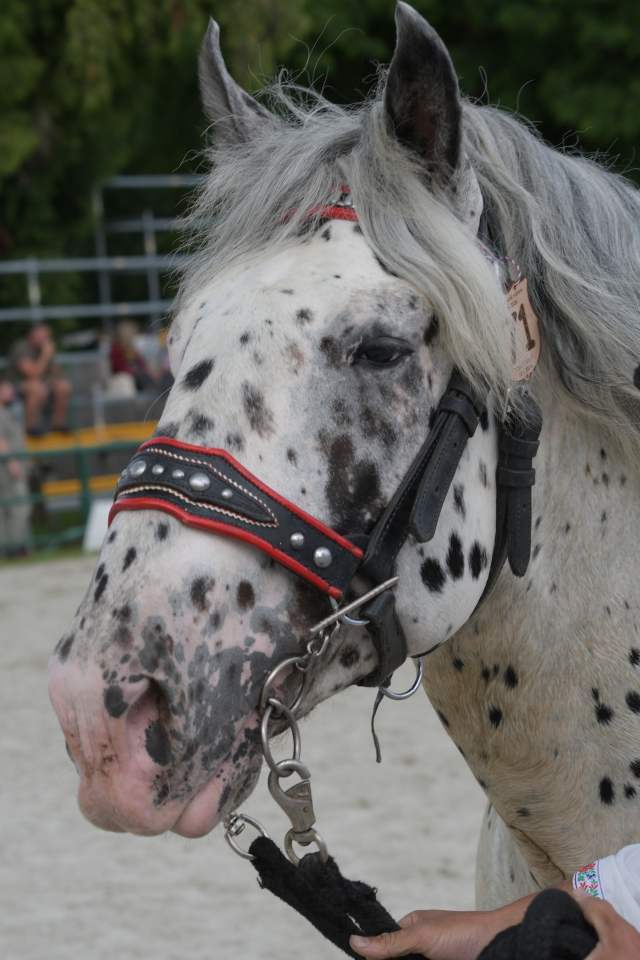 DSC_7477